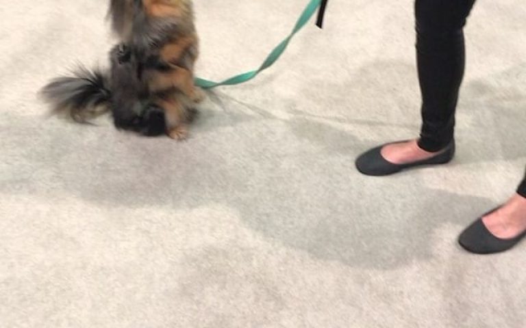 A special celebrity stopped by today for an impromptu performance in the booth at SEMA