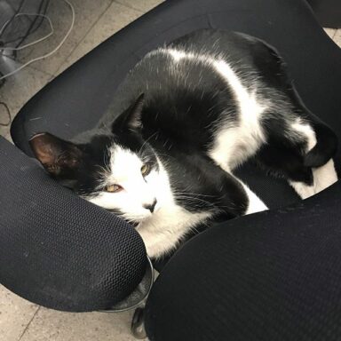 Will someone please find a nice home for one of Dustin’s XRP shop cats? Previously fixed and ready to go! We need to get him off the front office chair and get someone else in it