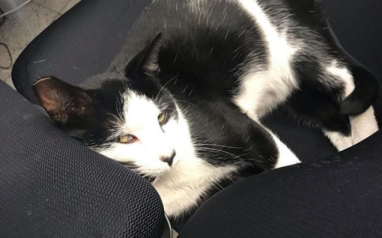 Will someone please find a nice home for one of Dustin’s XRP shop cats? Previously fixed and ready to go! We need to get him off the front office chair and get someone else in it